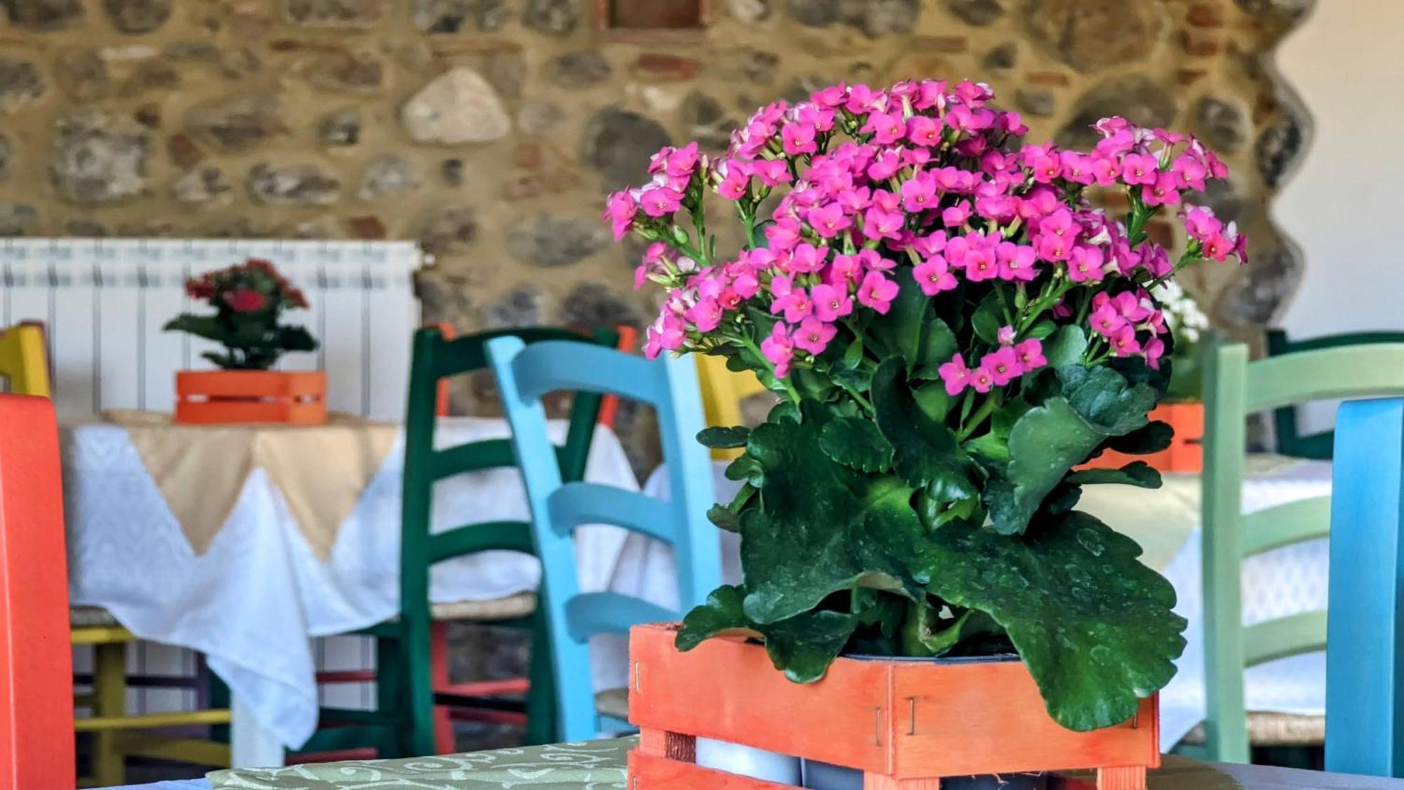 La Quinta Decima Bioagriturismo Fattoria Spedaletto Exteriér fotografie